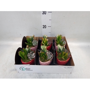 Arr.  Succulents L%