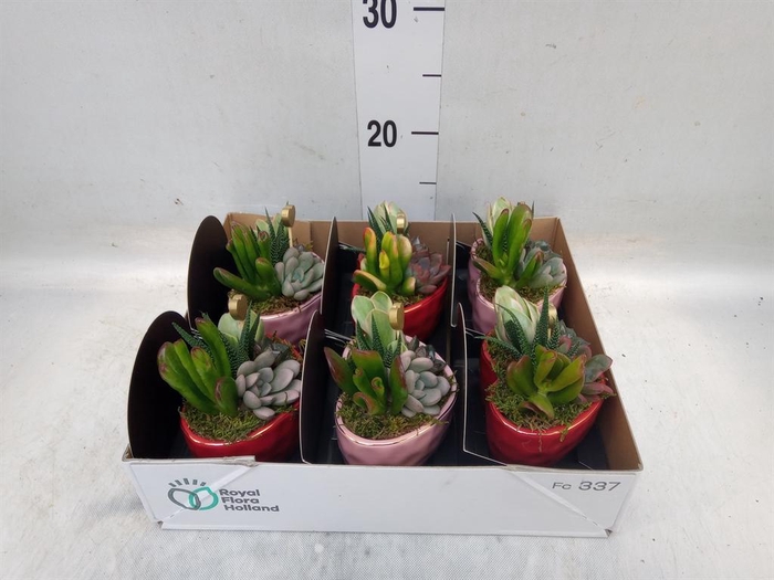 <h4>Arr.  Succulents L%</h4>