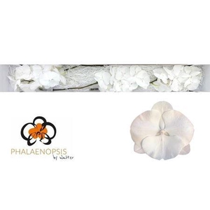 Phal White Serenity