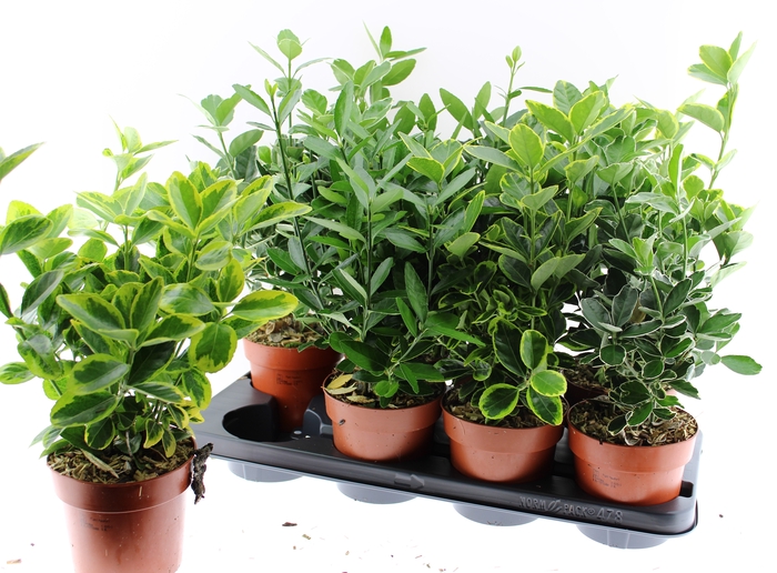 <h4>EUONYMUS JAP GEM</h4>