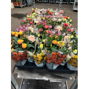 ROSA GRANDE KORDANA MIX P10.5