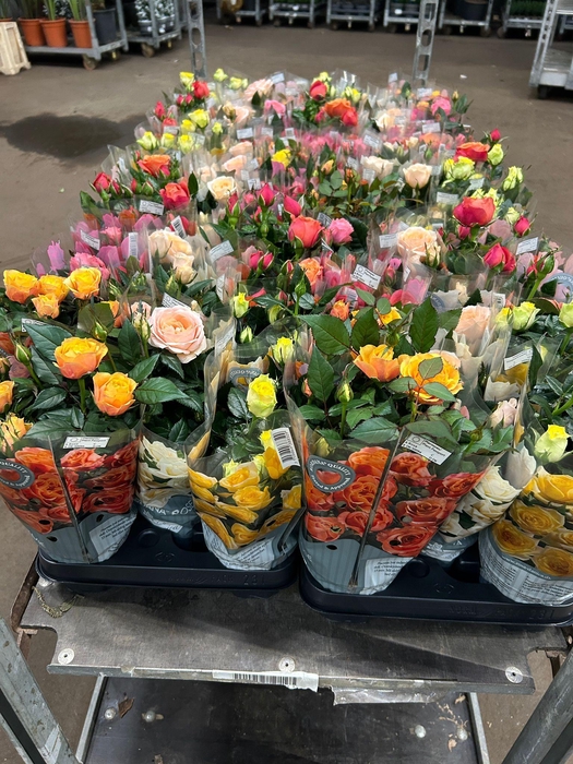 <h4>ROSA GRANDE KORDANA MIX P10.5</h4>