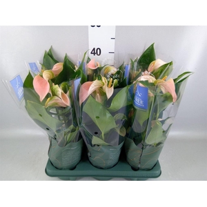 Anthurium andr. 'Joli Peach'