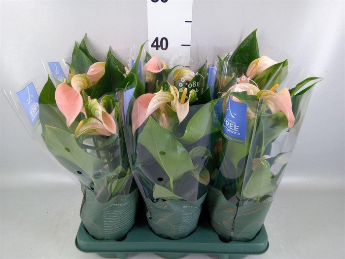 <h4>Anthurium andr. 'Joli Peach'</h4>