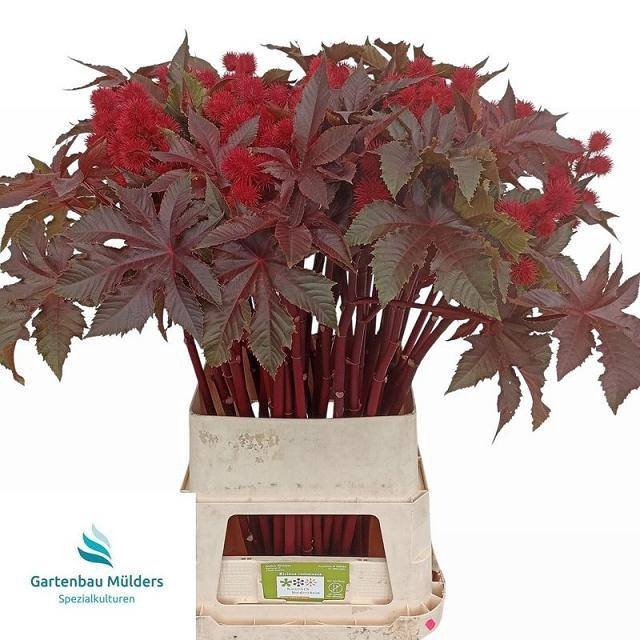 <h4>RICINUS COM IMPALA</h4>