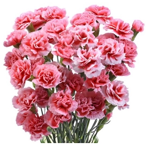 DI TR VALENTINE