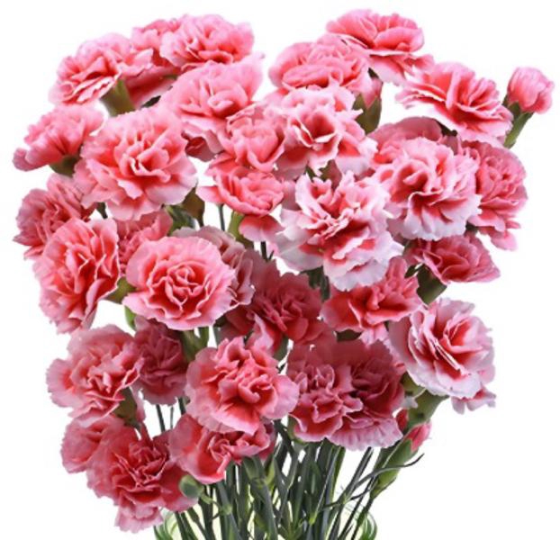 <h4>DI TR VALENTINE</h4>