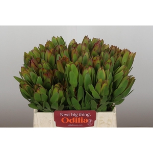 Leucadendron Goldstrike