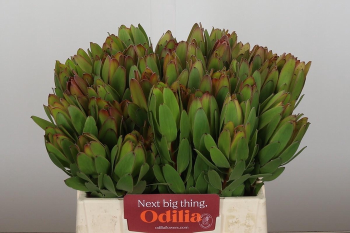 <h4>Leucadendron Goldstrike</h4>