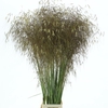 Stipa Gold ( Kas )