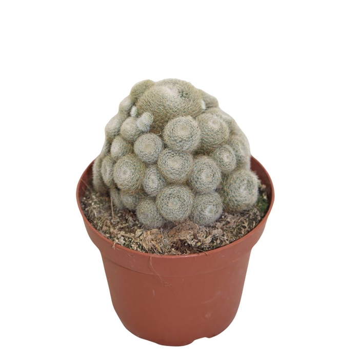 Rebutia Muscula