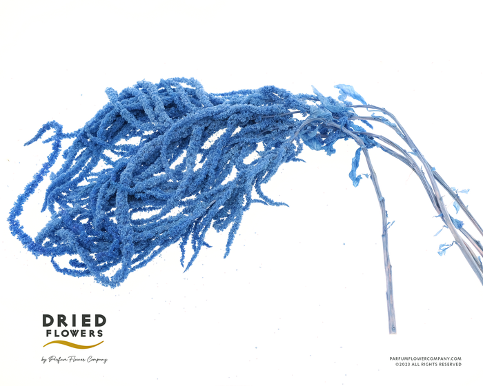 Dried Bleached Amaranthus Caudatus Cobalt Blue
