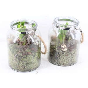 arr4 Narcis MB - Glas dik hangpot 338/6