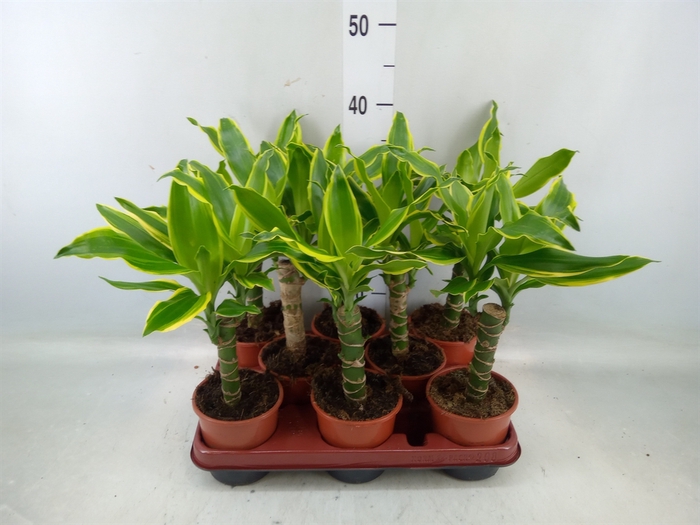 <h4>Dracaena frag. 'Golden Coast'</h4>