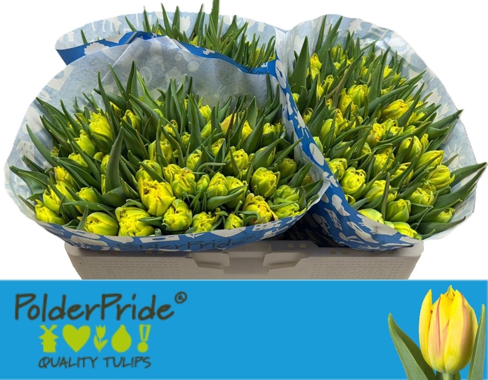 <h4>TU DU MONSELLA</h4>