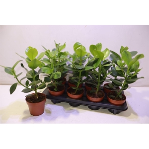 arr8 Clusia Ro Princess