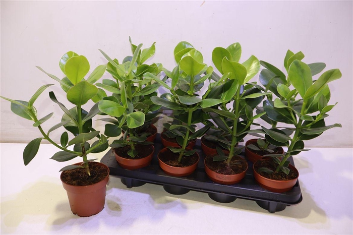 <h4>Clusia Ro Princess</h4>