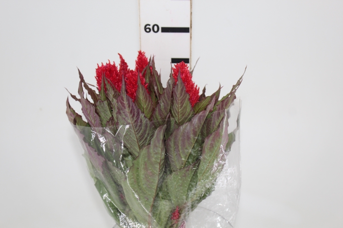 <h4>CELOSIA PLUMOSA CENTURY RED 060 CM</h4>
