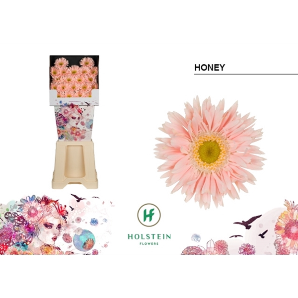 <h4>Ge Mi Spider Honey Diamond Holstein</h4>