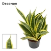 Sansevieria Hi Color 9 cm (Decorum)