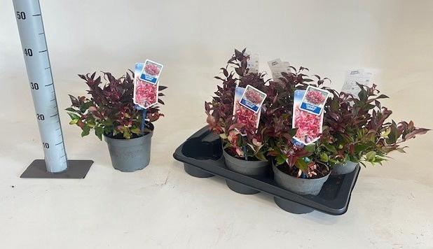 <h4>LEUCOT AX ZEBLID</h4>