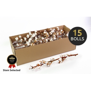 Dried Cotton Gossypium Premium