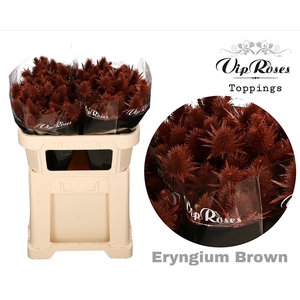 Eryngium Supernova Brown 60cm