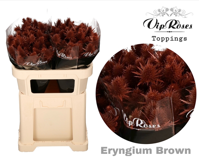 <h4>Eryngium Supernova Brown 70cm</h4>