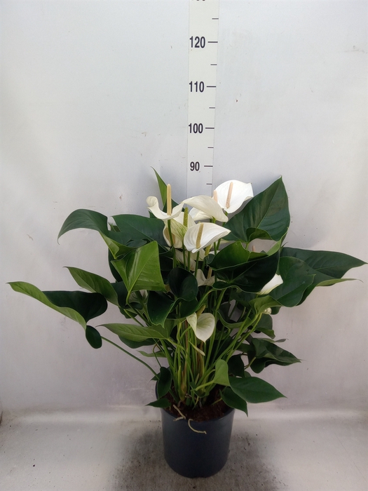 <h4>Anthurium  'Karma White'</h4>