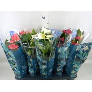 Anthurium   ...mix