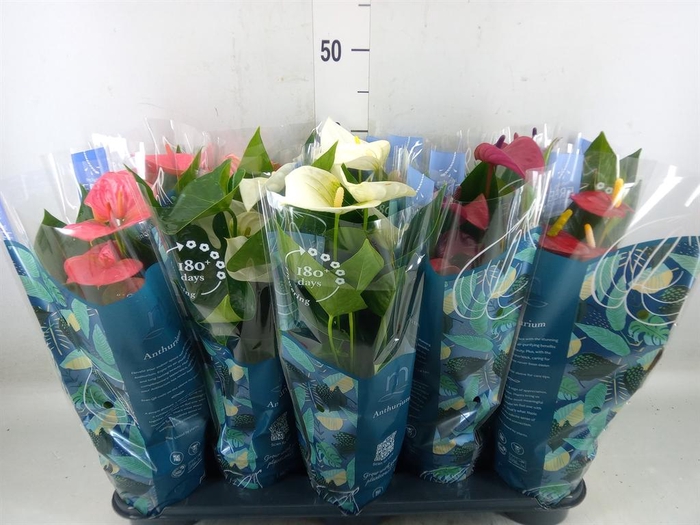 <h4>Anthurium   ...mix</h4>