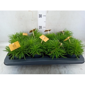 Senecio archeri 'Himalaya'