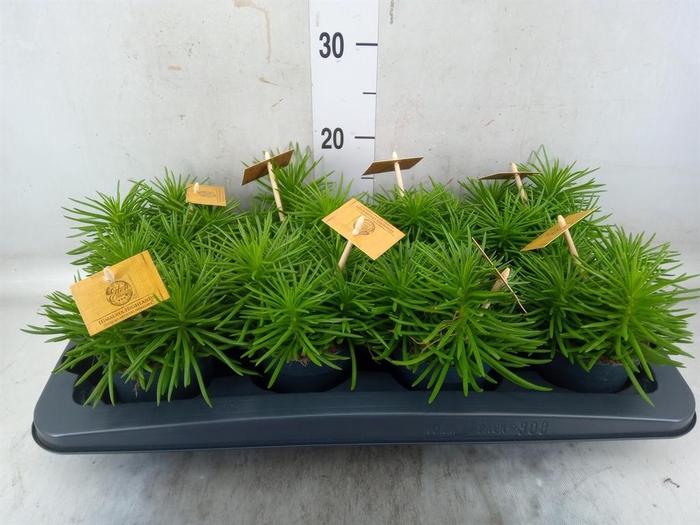 <h4>Senecio archeri 'Himalaya'</h4>