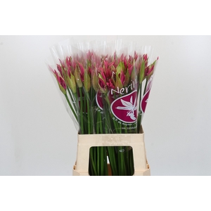 Nerine Ras van Roon