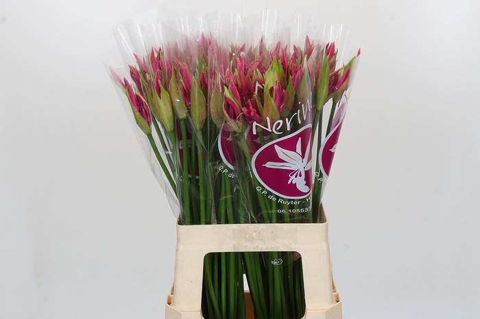 <h4>Nerine Ras van Roon</h4>