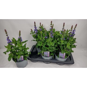 SALVIA BLUE MARVEL