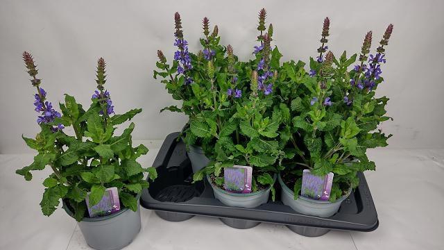 <h4>SALVIA BLUE MARVEL</h4>