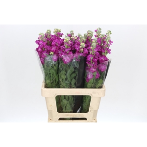 Matthiola Iron Rose