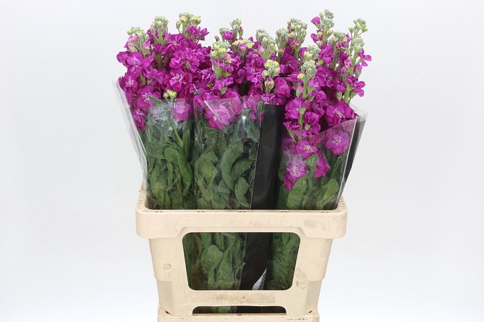 Matthiola Iron Rose