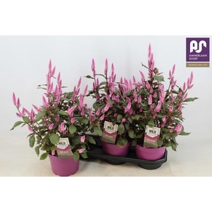 CEL WILD PINK