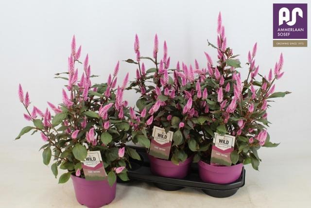 <h4>CEL WILD PINK</h4>