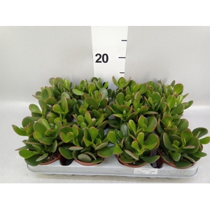 Crassula ovata 'Sunset'