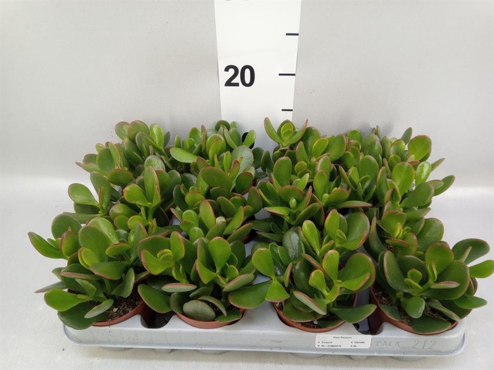 <h4>Crassula ovata 'Sunset'</h4>