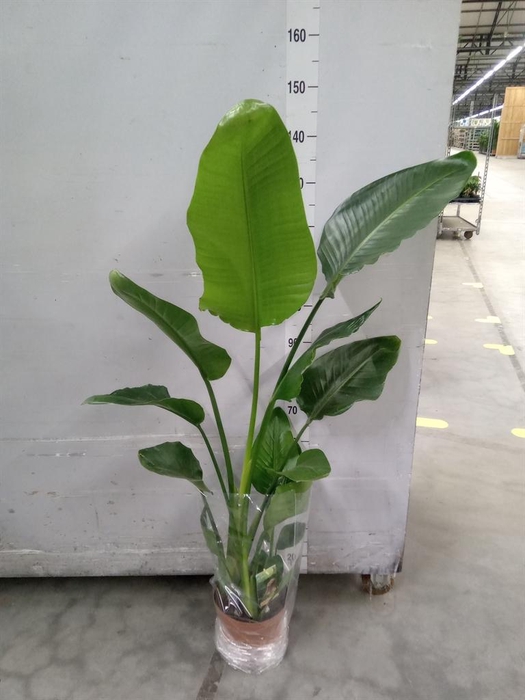 <h4>Strelitzia nicolai</h4>