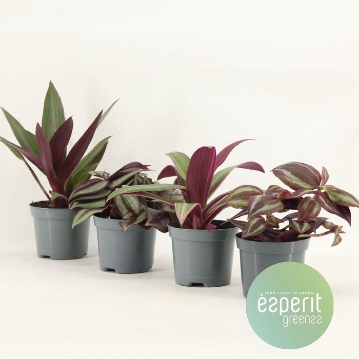 <h4>Trad Gemengd</h4>