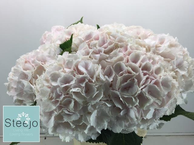 <h4>HYDR M CH SW VERENA</h4>