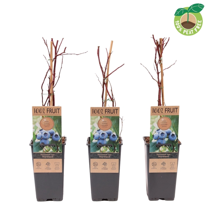 <h4>Vaccinium cor. 'Northland', P15</h4>