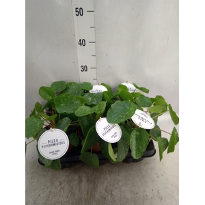 Pilea peperomoides