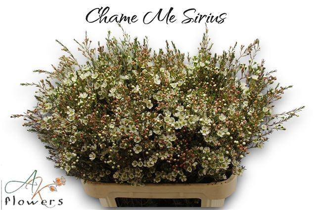 <h4>CHAME ME SIRIUS</h4>