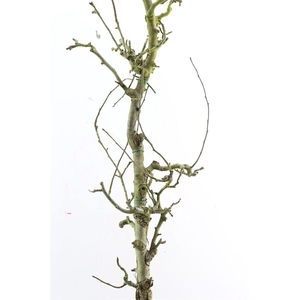 Perenhout Large 200cm Pst